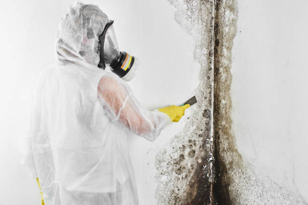 Home Mold Removal in New York Mills, MN