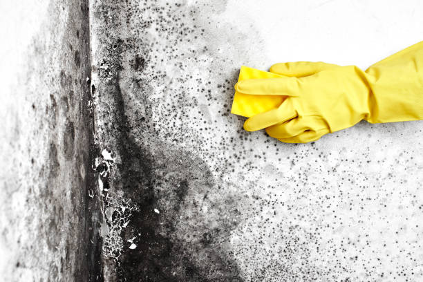 Best Mold Damage Repair  in New York Mills, MN