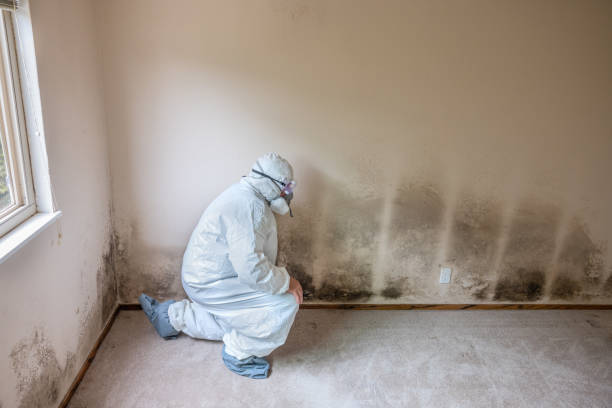 Mold Removal Process in New York Mills, MN